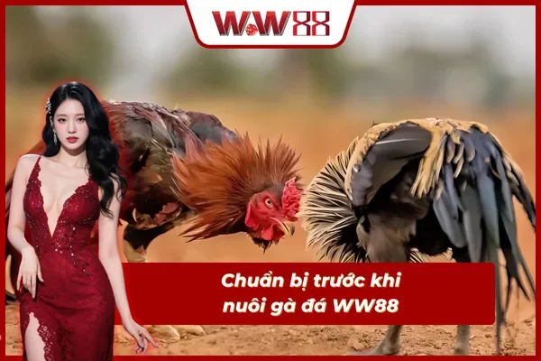 Chuẩn bị trước khi nuôi gà đá WW88