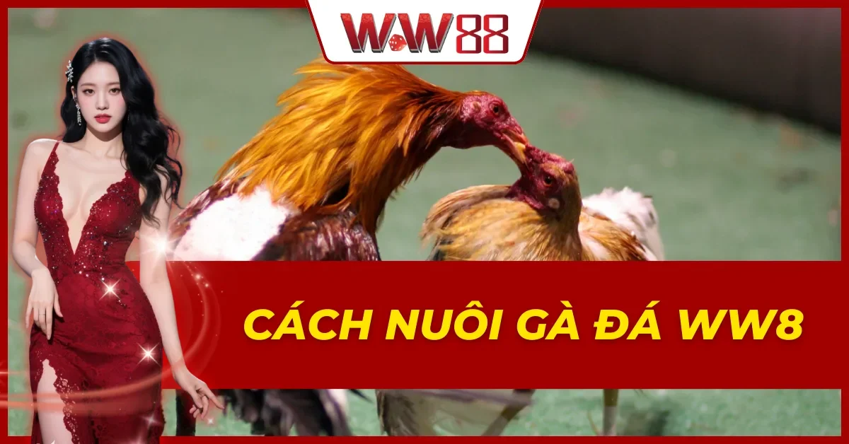 Cách Nuôi Gà Đá