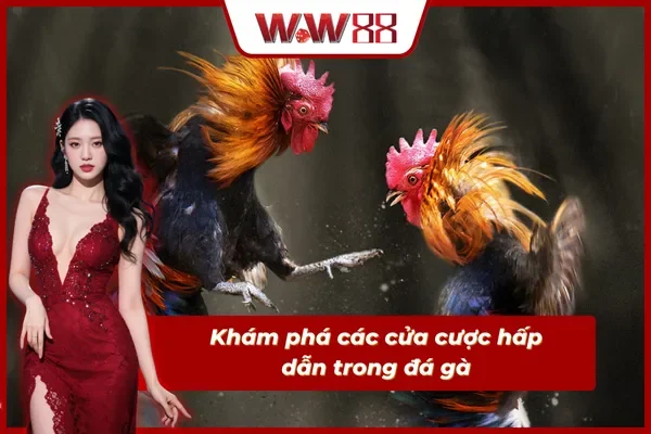 Điểm danh các cửa cược trong đá gà Campuchia