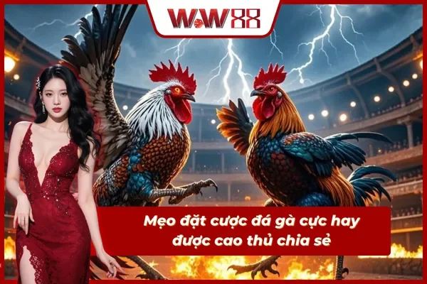 Mẹo đặt cược đá gà WW88 được cao thủ cung cấp