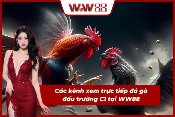 Những kênh xem trực tiếp đá gà C1 mới nhất